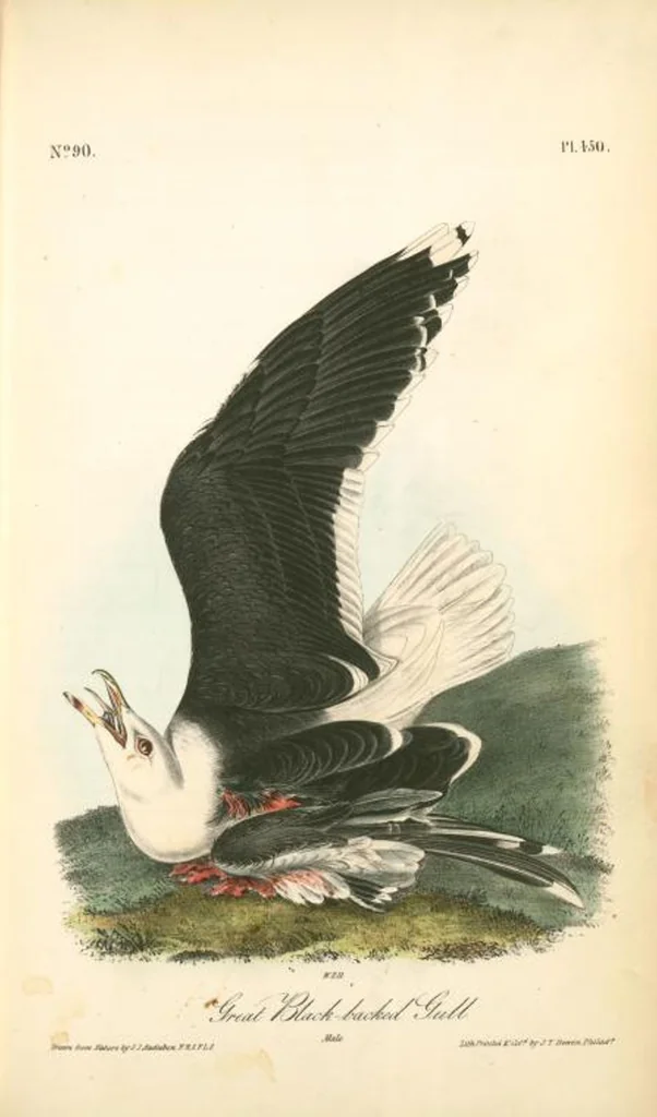 An illustration from The birds of America, from drawings made in the United States and their territories. By John James Audubon, 1840, leaf 456