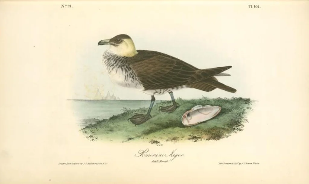 An illustration from The birds of America, from drawings made in the United States and their territories. By John James Audubon, 1840, leaf 457