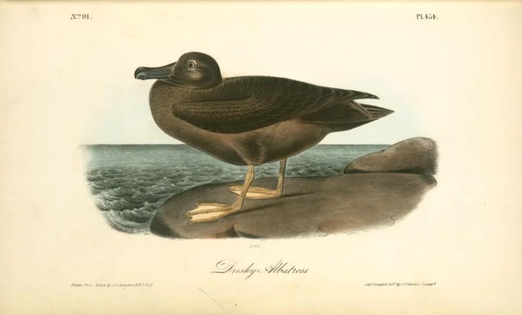 An illustration from The birds of America, from drawings made in the United States and their territories. By John James Audubon, 1840, leaf 460