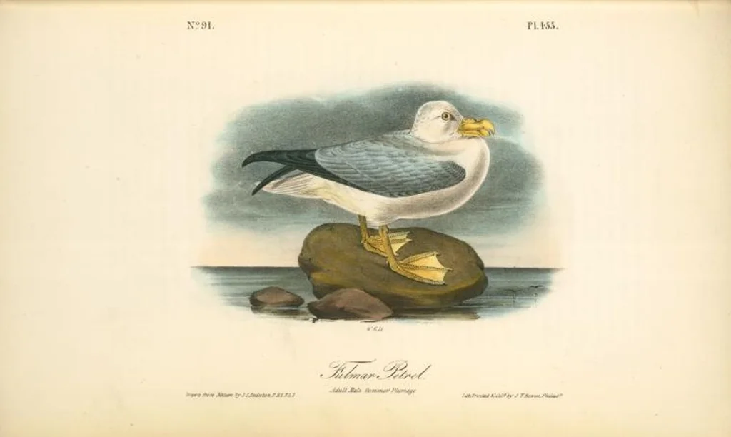 An illustration from The birds of America, from drawings made in the United States and their territories. By John James Audubon, 1840, leaf 461