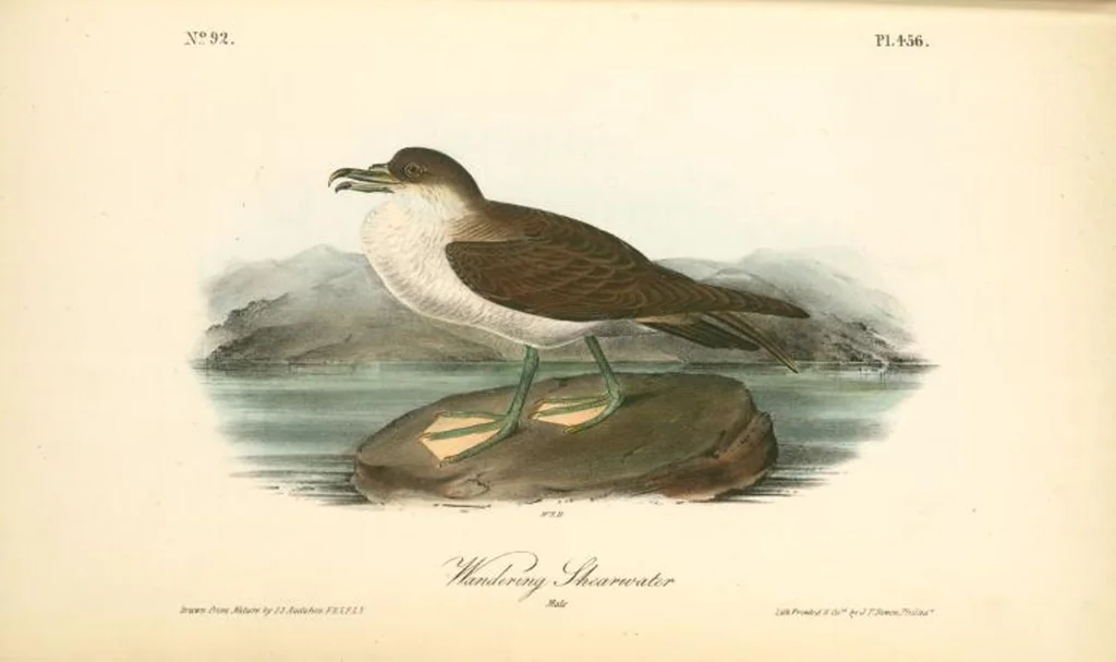 An illustration from The birds of America, from drawings made in the United States and their territories. By John James Audubon, 1840, leaf 462