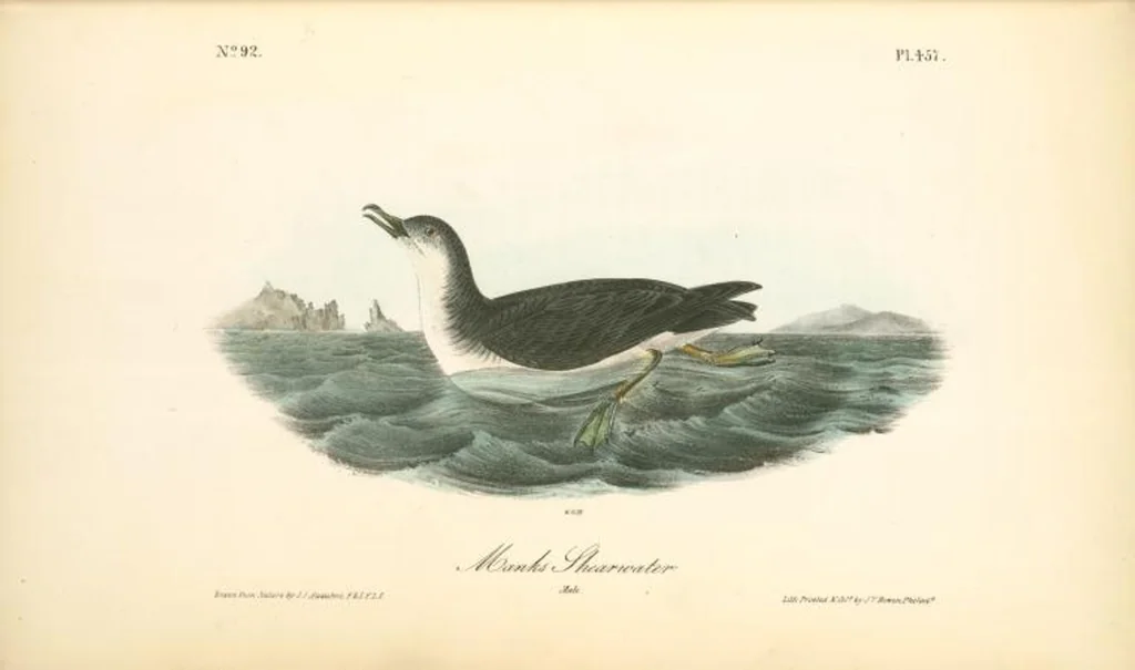 An illustration from The birds of America, from drawings made in the United States and their territories. By John James Audubon, 1840, leaf 463