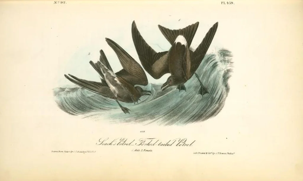 An illustration from The birds of America, from drawings made in the United States and their territories. By John James Audubon, 1840, leaf 465