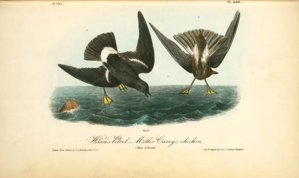 An illustration from The birds of America, from drawings made in the United States and their territories. By John James Audubon, 1840, leaf 466