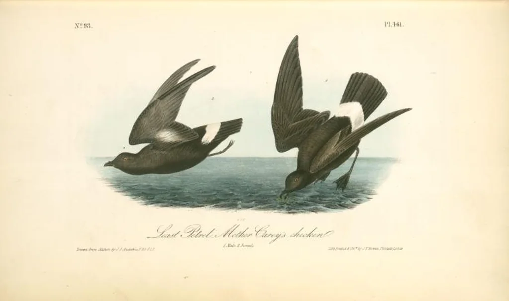 An illustration from The birds of America, from drawings made in the United States and their territories. By John James Audubon, 1840, leaf 467