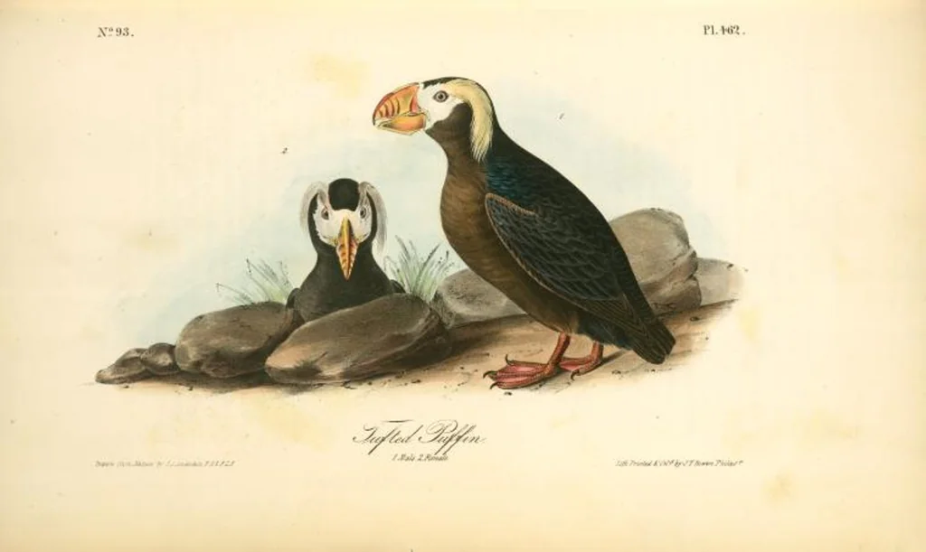 An illustration from The birds of America, from drawings made in the United States and their territories. By John James Audubon, 1840, leaf 468
