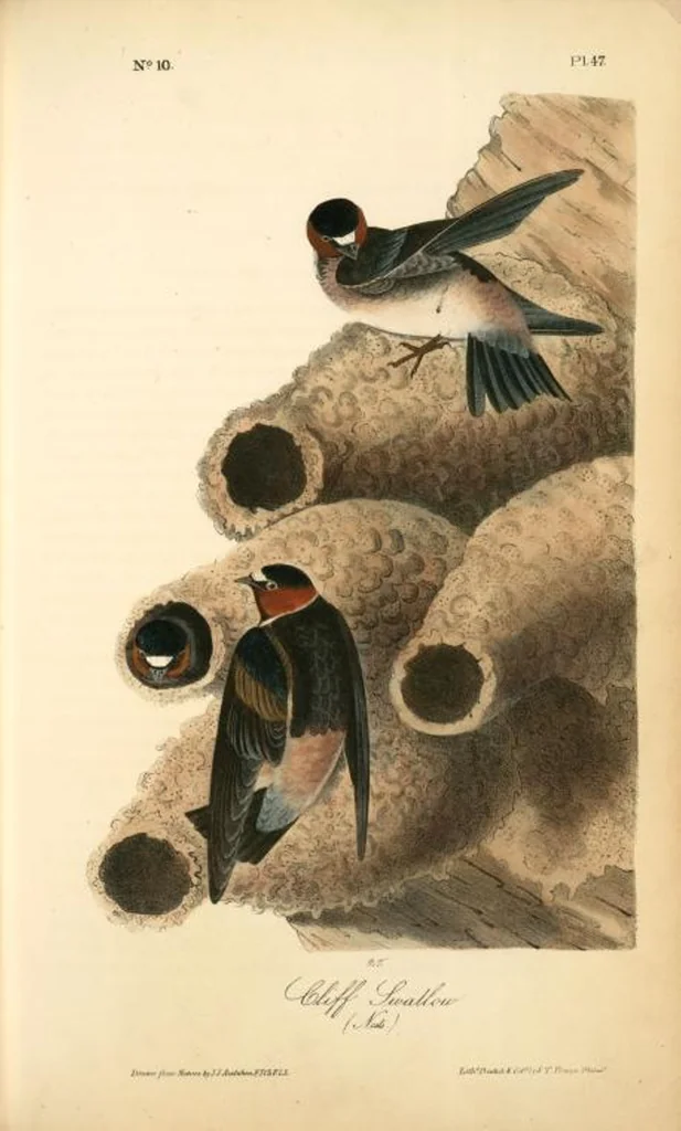 An illustration from The birds of America, from drawings made in the United States and their territories. By John James Audubon, 1840, leaf 47
