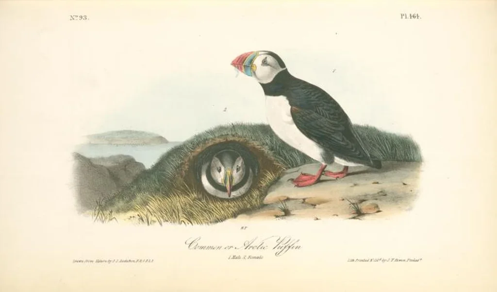 An illustration from The birds of America, from drawings made in the United States and their territories. By John James Audubon, 1840, leaf 470