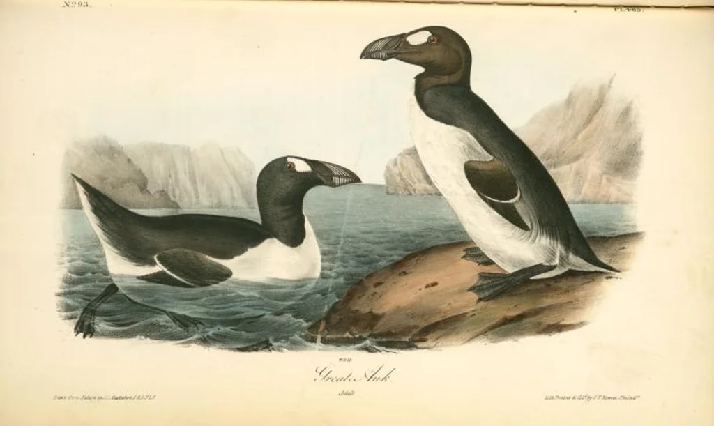 An illustration from The birds of America, from drawings made in the United States and their territories. By John James Audubon, 1840, leaf 471