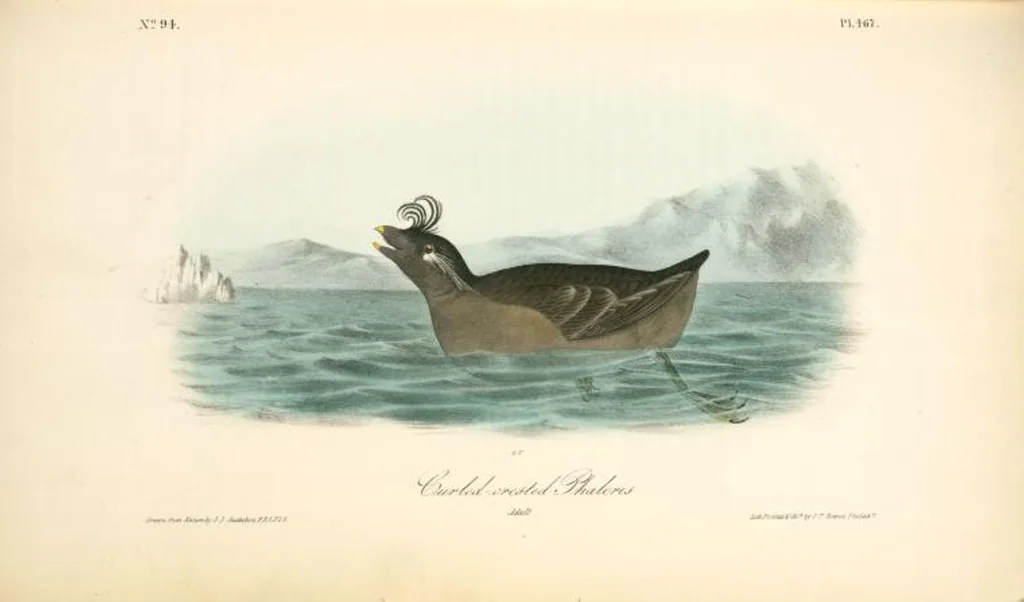 An illustration from The birds of America, from drawings made in the United States and their territories. By John James Audubon, 1840, leaf 473