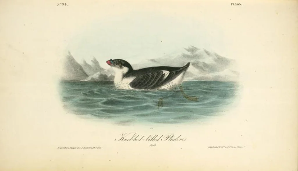 An illustration from The birds of America, from drawings made in the United States and their territories. By John James Audubon, 1840, leaf 474