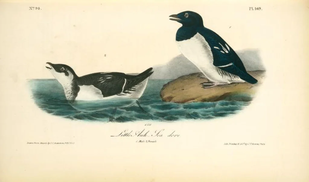 An illustration from The birds of America, from drawings made in the United States and their territories. By John James Audubon, 1840, leaf 475