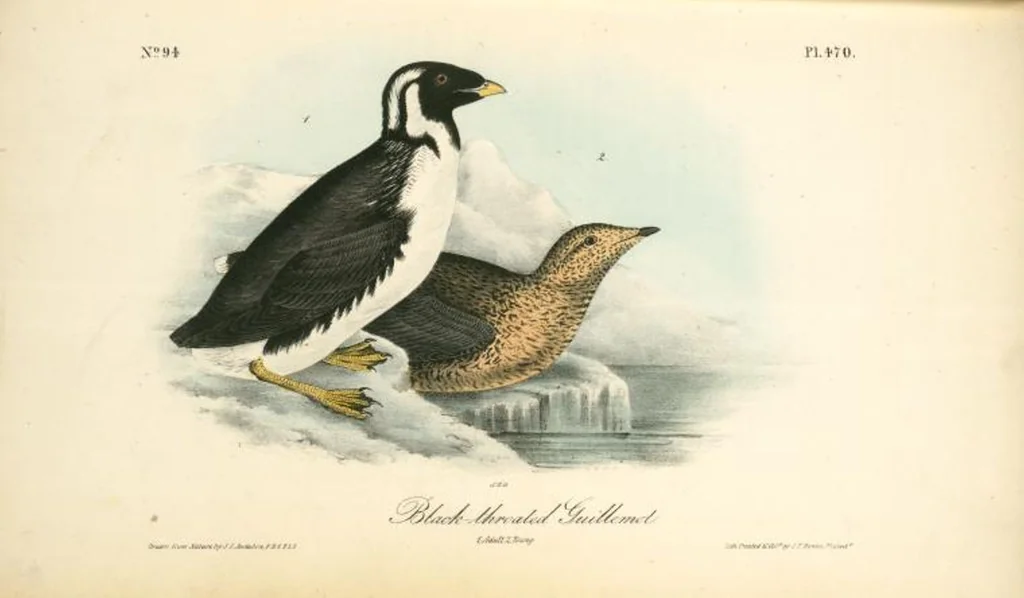 An illustration from The birds of America, from drawings made in the United States and their territories. By John James Audubon, 1840, leaf 476