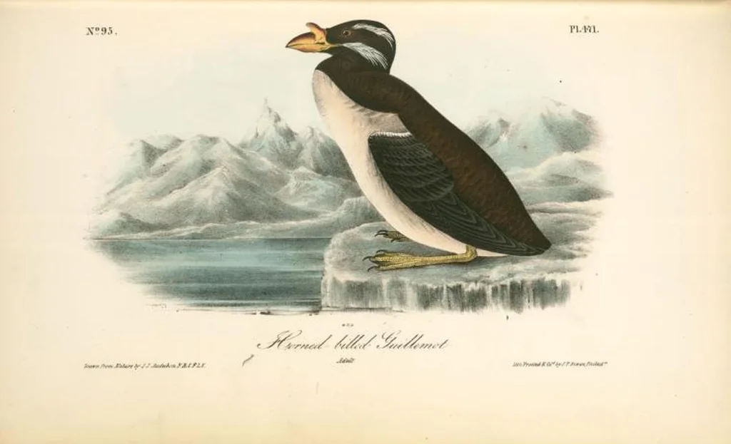 An illustration from The birds of America, from drawings made in the United States and their territories. By John James Audubon, 1840, leaf 477