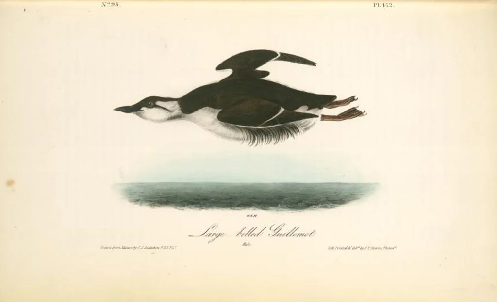 An illustration from The birds of America, from drawings made in the United States and their territories. By John James Audubon, 1840, leaf 478
