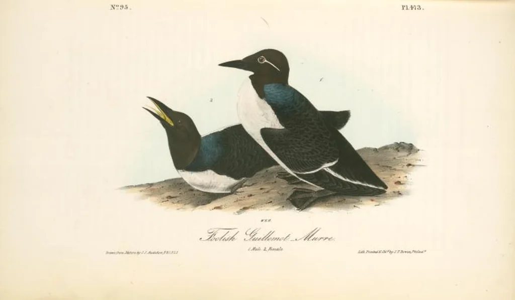 An illustration from The birds of America, from drawings made in the United States and their territories. By John James Audubon, 1840, leaf 479