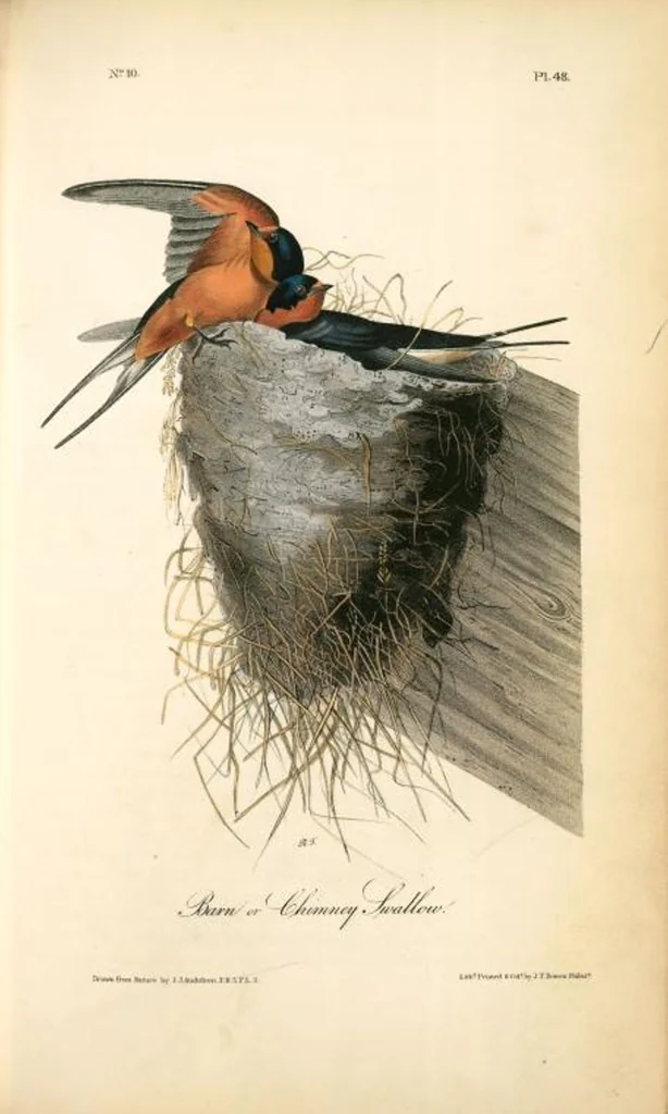 An illustration from The birds of America, from drawings made in the United States and their territories. By John James Audubon, 1840, leaf 48
