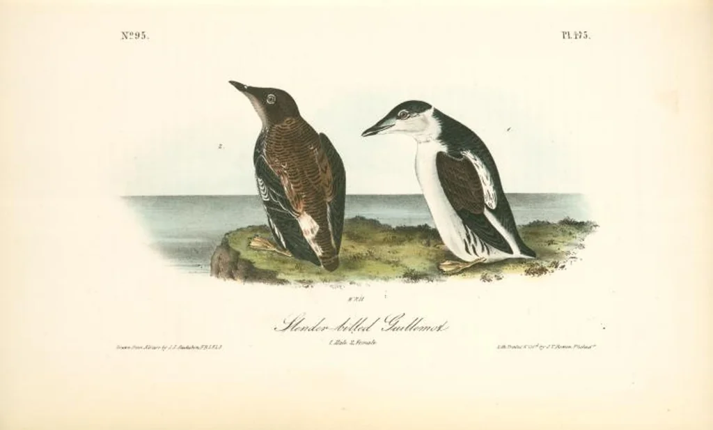 An illustration from The birds of America, from drawings made in the United States and their territories. By John James Audubon, 1840, leaf 481
