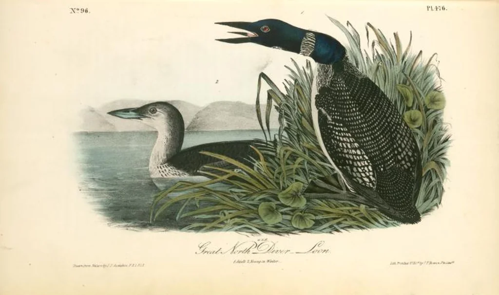 An illustration from The birds of America, from drawings made in the United States and their territories. By John James Audubon, 1840, leaf 482