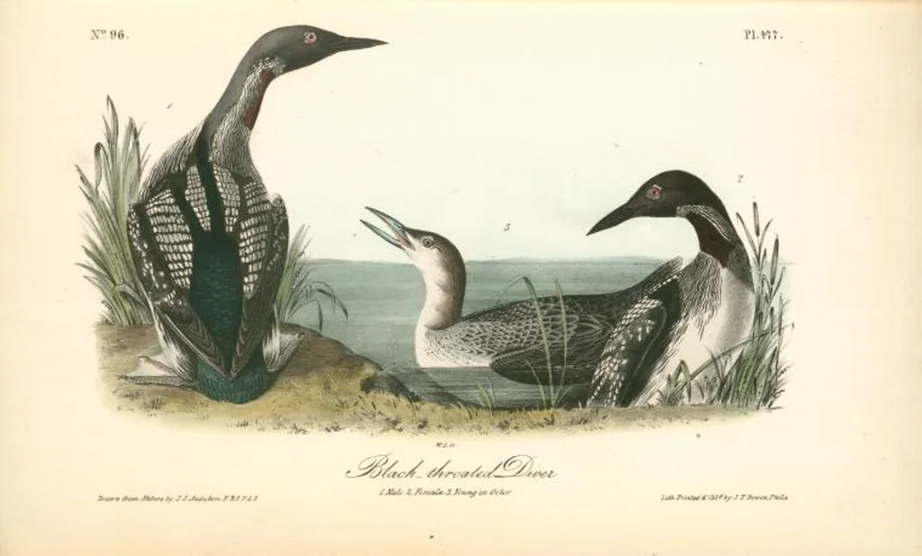 An illustration from The birds of America, from drawings made in the United States and their territories. By John James Audubon, 1840, leaf 483