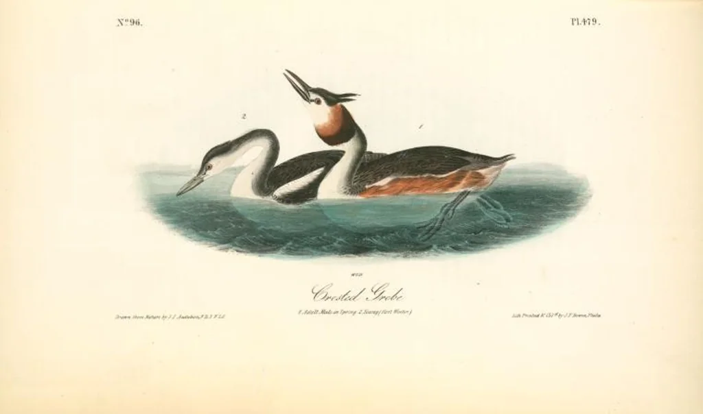 An illustration from The birds of America, from drawings made in the United States and their territories. By John James Audubon, 1840, leaf 485
