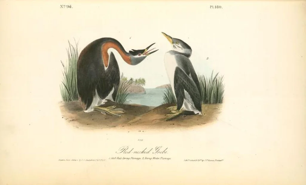 An illustration from The birds of America, from drawings made in the United States and their territories. By John James Audubon, 1840, leaf 486