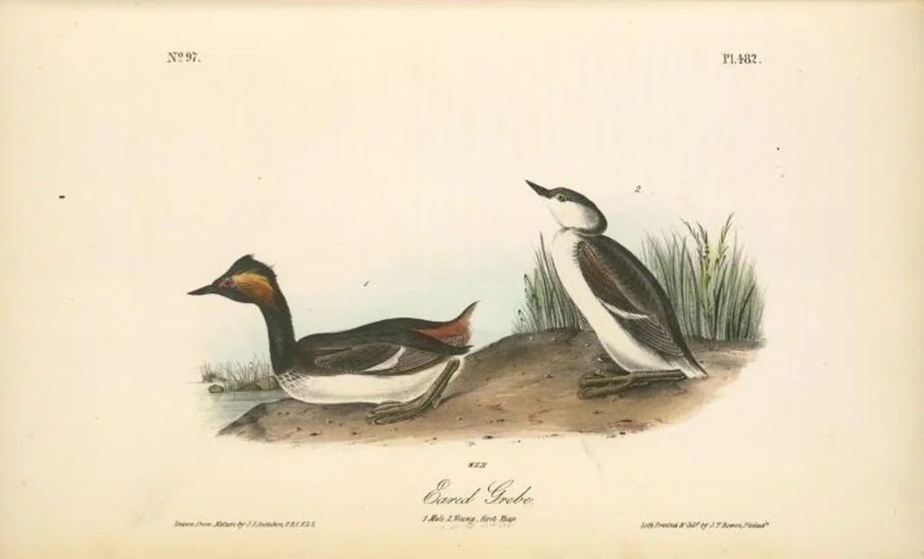 An illustration from The birds of America, from drawings made in the United States and their territories. By John James Audubon, 1840, leaf 488