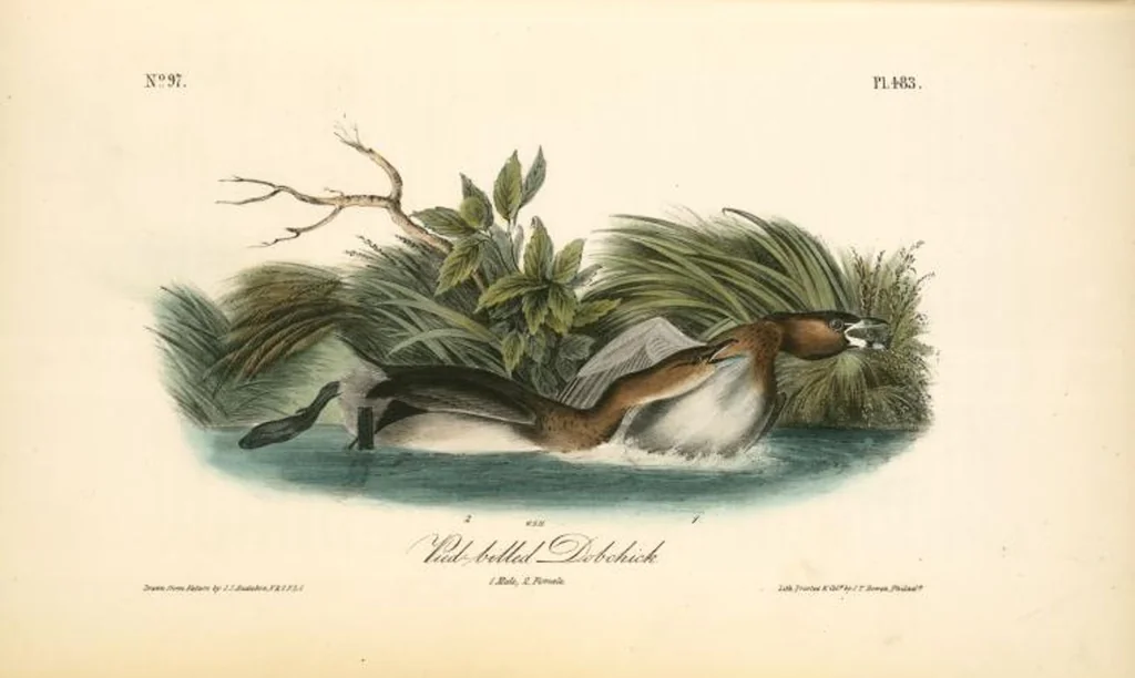 An illustration from The birds of America, from drawings made in the United States and their territories. By John James Audubon, 1840, leaf 489