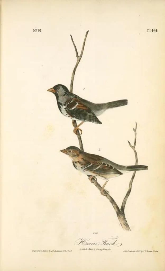 An illustration from The birds of America, from drawings made in the United States and their territories. By John James Audubon, 1840, leaf 490