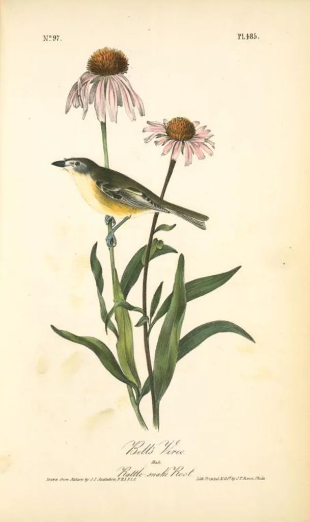 An illustration from The birds of America, from drawings made in the United States and their territories. By John James Audubon, 1840, leaf 491