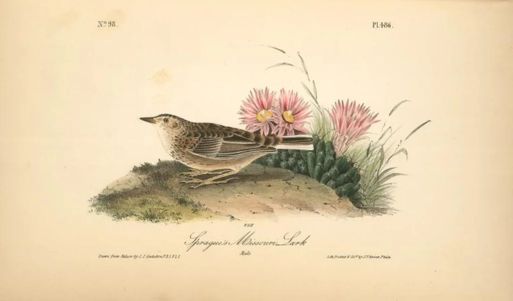 An illustration from The birds of America, from drawings made in the United States and their territories. By John James Audubon, 1840, leaf 492