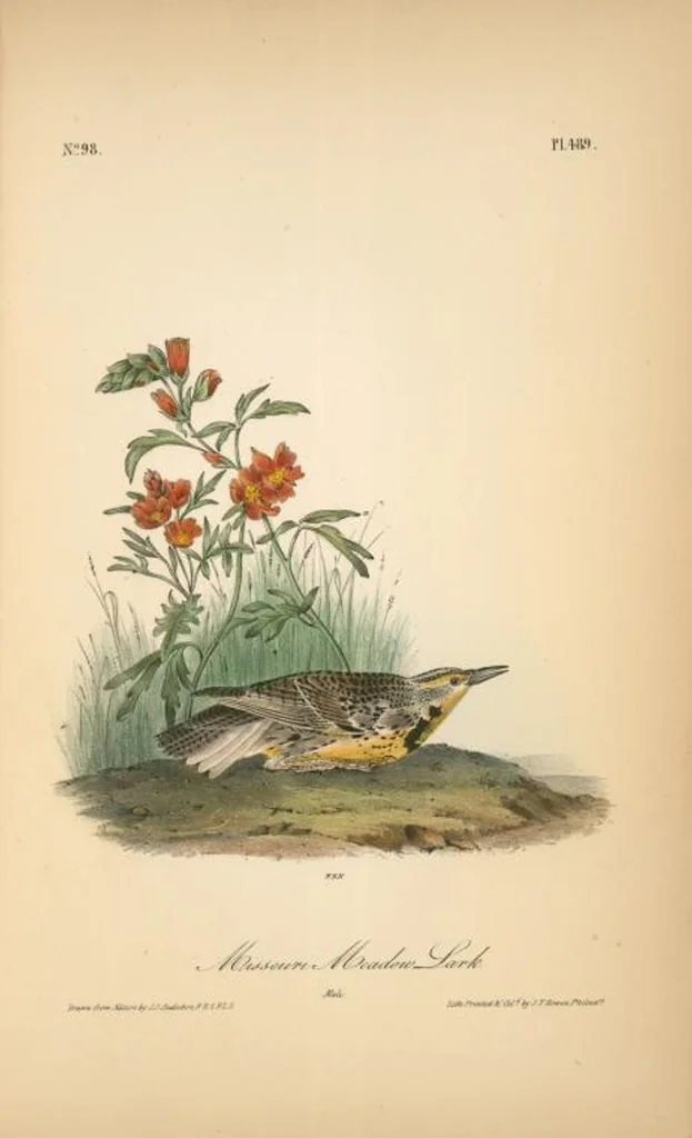 An illustration from The birds of America, from drawings made in the United States and their territories. By John James Audubon, 1840, leaf 495