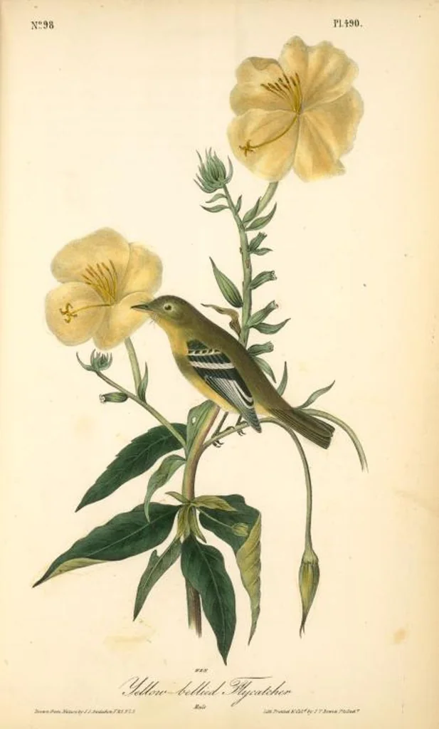 An illustration from The birds of America, from drawings made in the United States and their territories. By John James Audubon, 1840, leaf 496