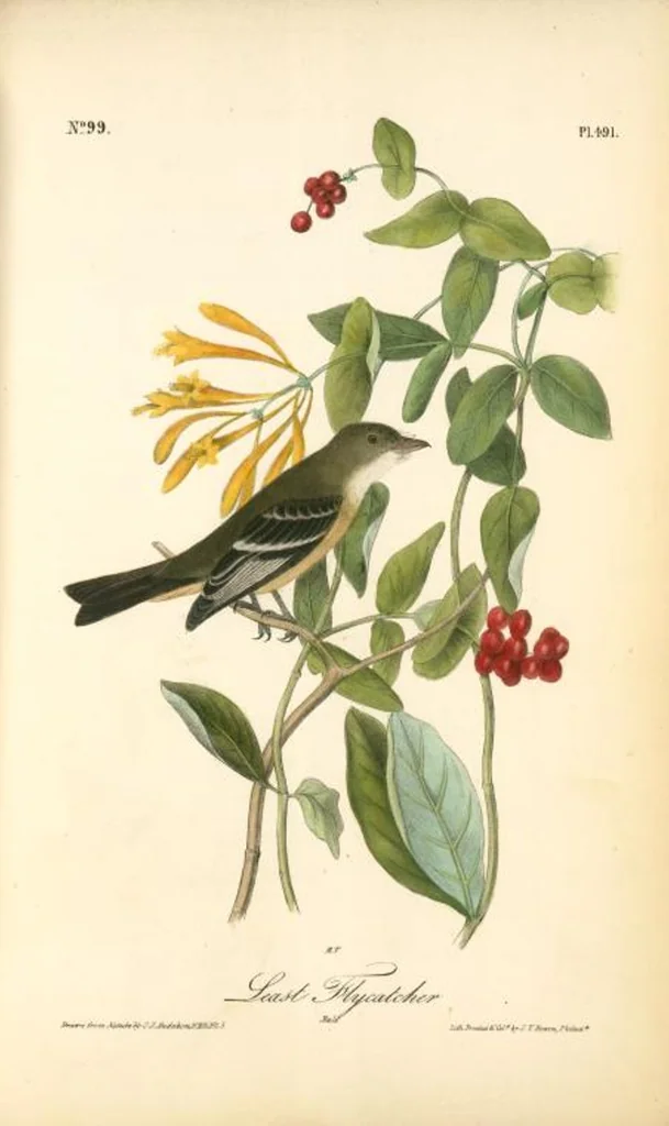 An illustration from The birds of America, from drawings made in the United States and their territories. By John James Audubon, 1840, leaf 497