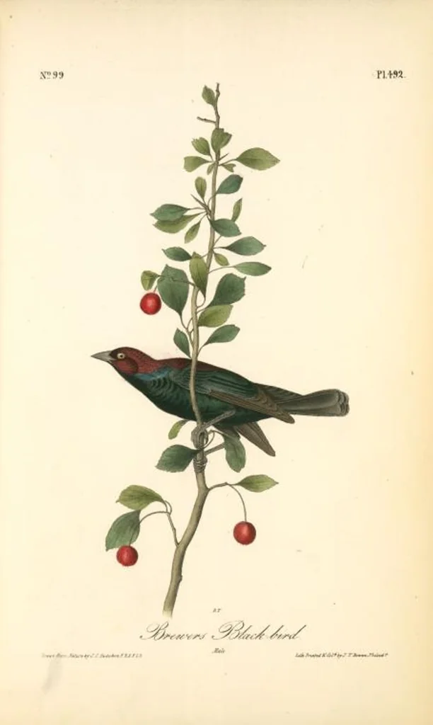 An illustration from The birds of America, from drawings made in the United States and their territories. By John James Audubon, 1840, leaf 498