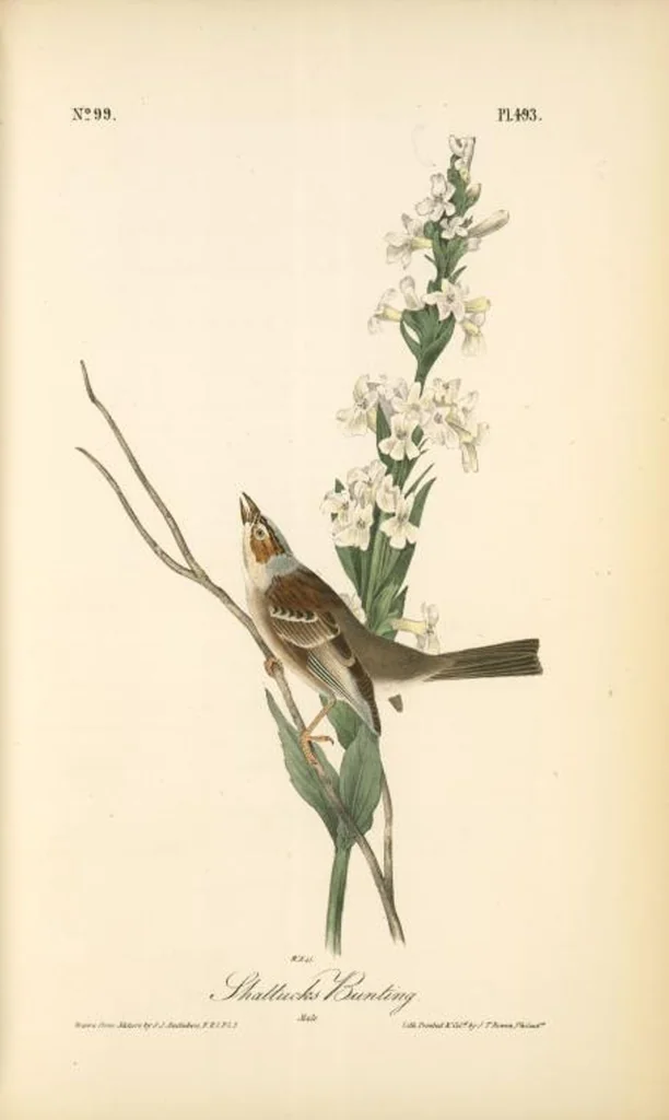 An illustration from The birds of America, from drawings made in the United States and their territories. By John James Audubon, 1840, leaf 499