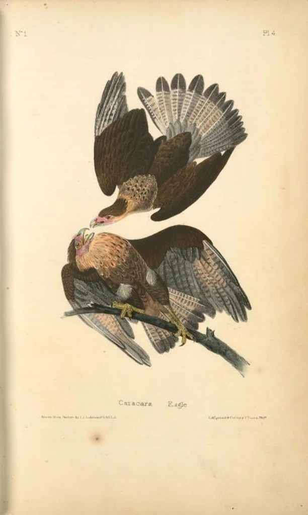 An illustration from The birds of America, from drawings made in the United States and their territories. By John James Audubon, 1840, leaf 5