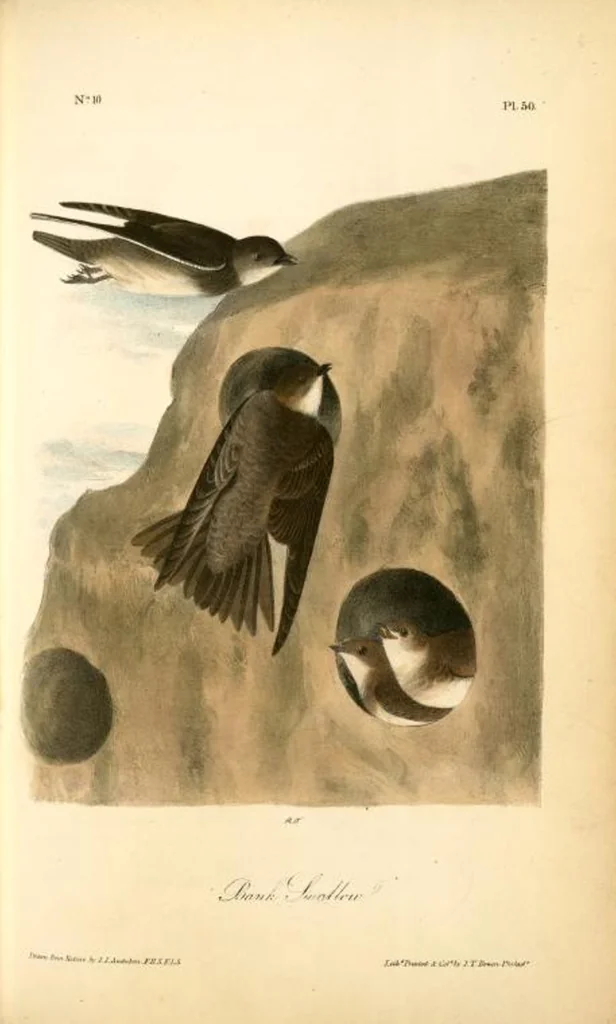 An illustration from The birds of America, from drawings made in the United States and their territories. By John James Audubon, 1840, leaf 50