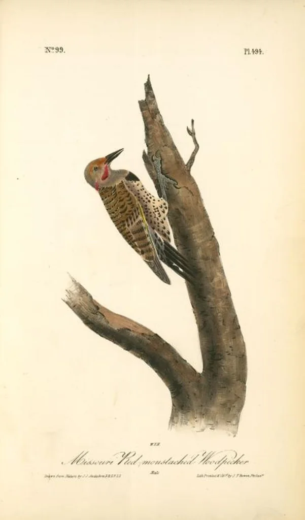 An illustration from The birds of America, from drawings made in the United States and their territories. By John James Audubon, 1840, leaf 500