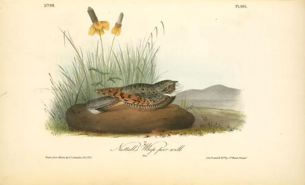 An illustration from The birds of America, from drawings made in the United States and their territories. By John James Audubon, 1840, leaf 501