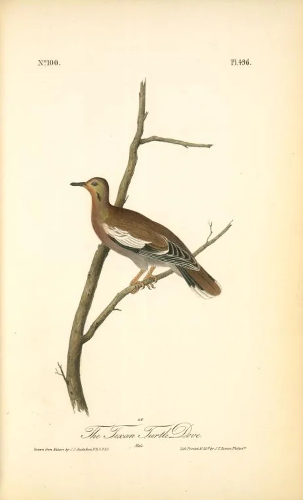 An illustration from The birds of America, from drawings made in the United States and their territories. By John James Audubon, 1840, leaf 502