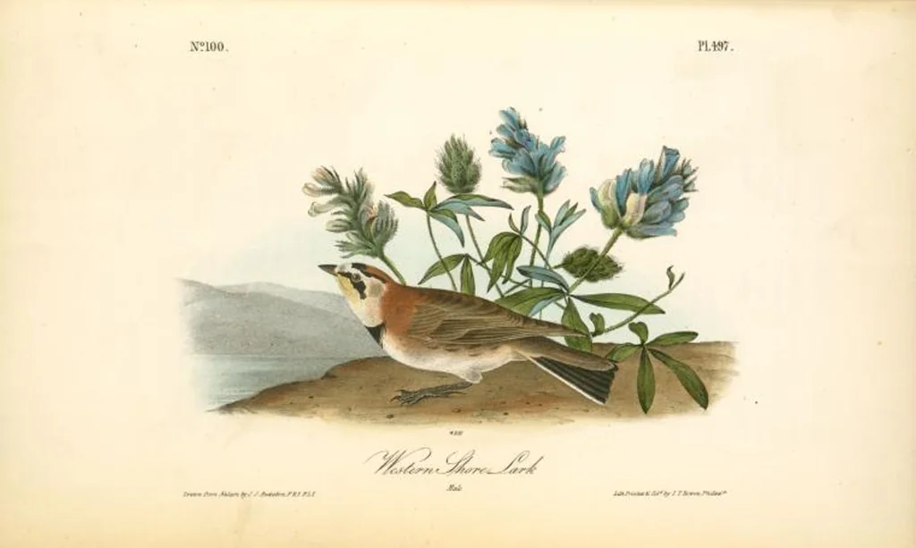An illustration from The birds of America, from drawings made in the United States and their territories. By John James Audubon, 1840, leaf 503