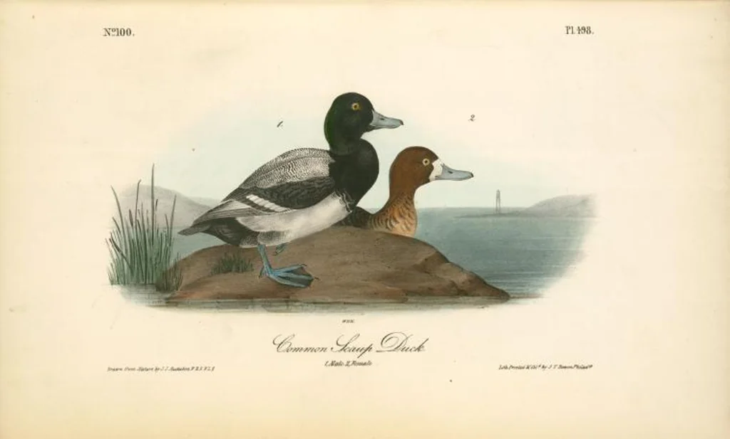 An illustration from The birds of America, from drawings made in the United States and their territories. By John James Audubon, 1840, leaf 504