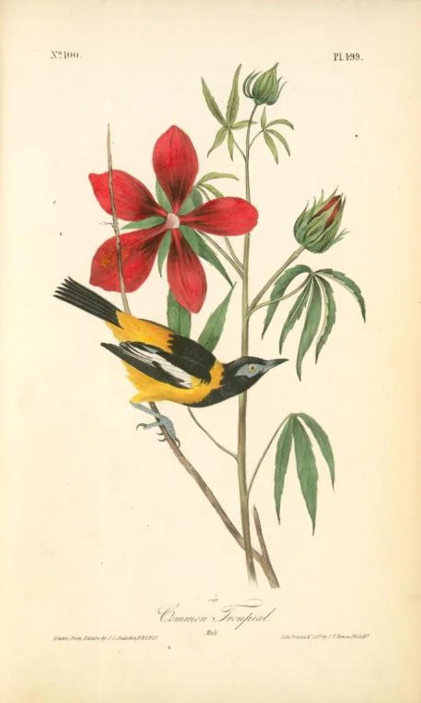 An illustration from The birds of America, from drawings made in the United States and their territories. By John James Audubon, 1840, leaf 505