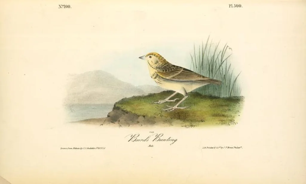 An illustration from The birds of America, from drawings made in the United States and their territories. By John James Audubon, 1840, leaf 506