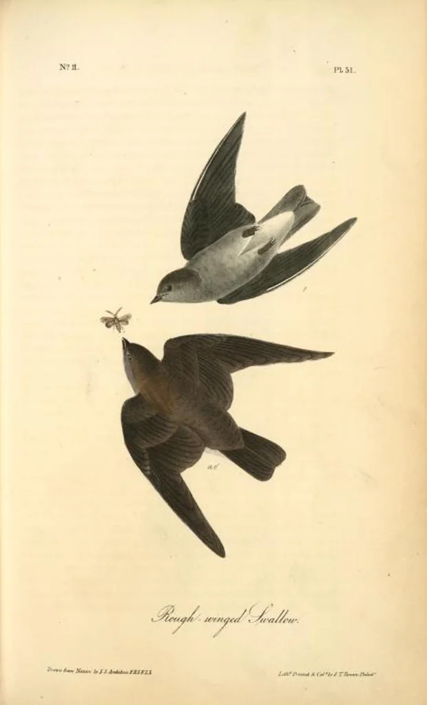 An illustration from The birds of America, from drawings made in the United States and their territories. By John James Audubon, 1840, leaf 51