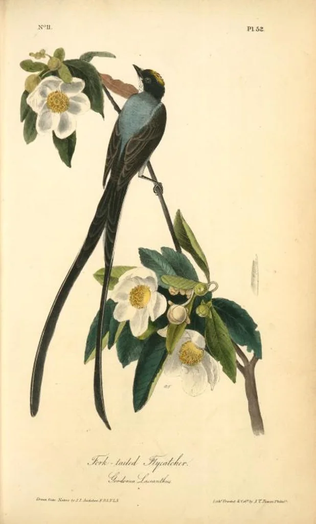 An illustration from The birds of America, from drawings made in the United States and their territories. By John James Audubon, 1840, leaf 52