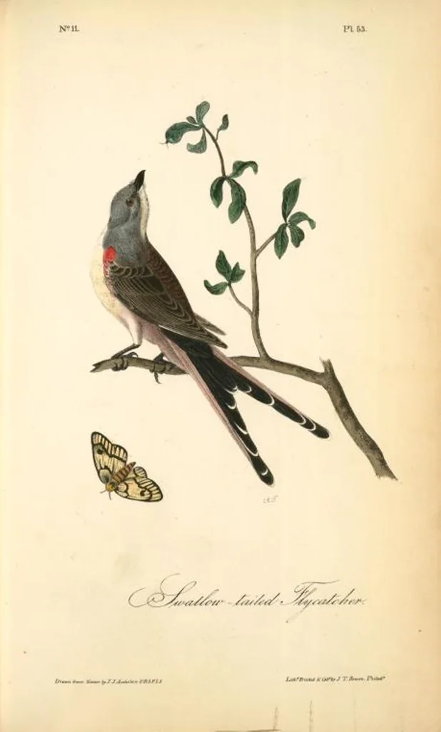 An illustration from The birds of America, from drawings made in the United States and their territories. By John James Audubon, 1840, leaf 53