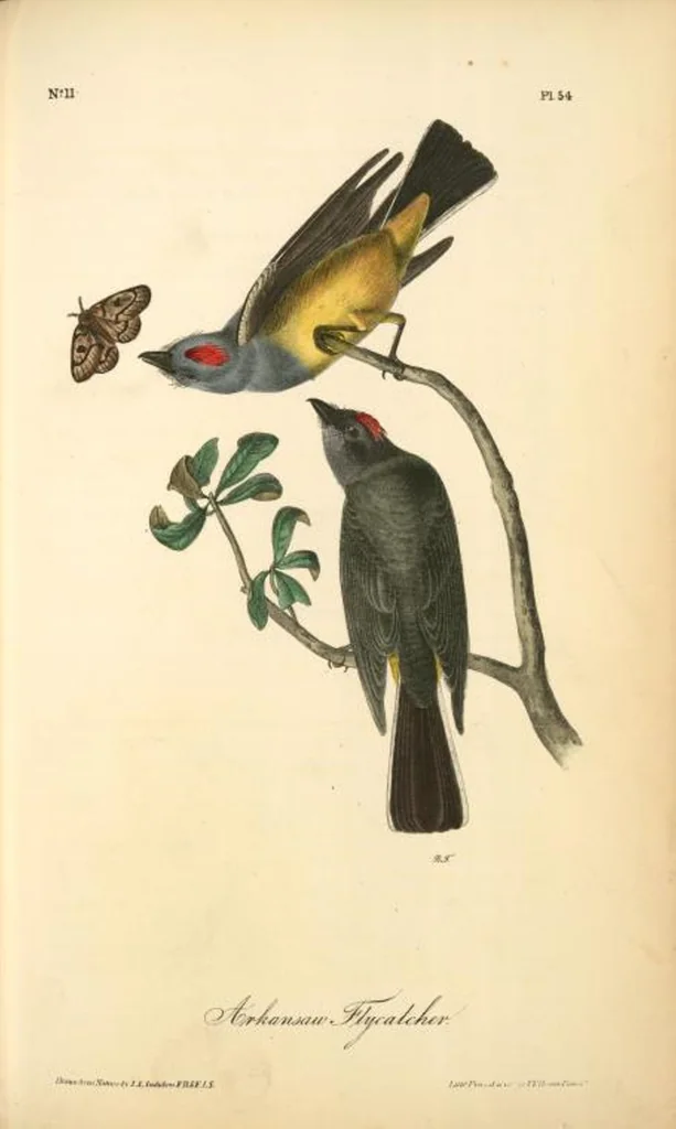 An illustration from The birds of America, from drawings made in the United States and their territories. By John James Audubon, 1840, leaf 54