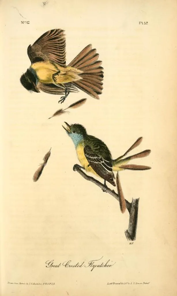 An illustration from The birds of America, from drawings made in the United States and their territories. By John James Audubon, 1840, leaf 57